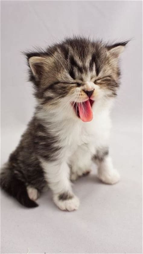 心癒される可愛い猫（画像厳選200選・動画集） 猫 あくび 可愛い猫 子猫