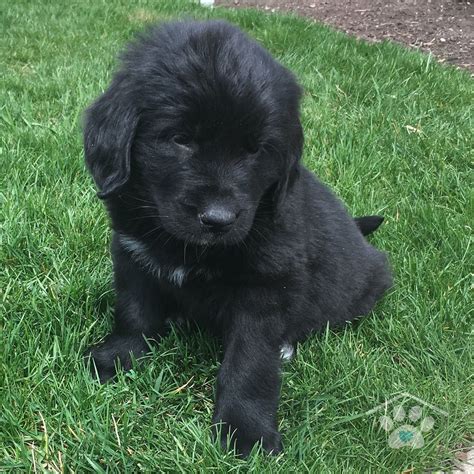 Look at pictures of newfoundland puppies who need a home. Newfoundland Mix Puppies For Sale Near Me - Animal Friends