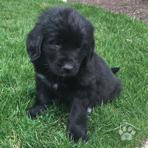 Choose a puppy from a reputable, accredited breeder and avoid the puppy farmers. Newfoundland Mix Puppies For Sale Near Me - Animal Friends