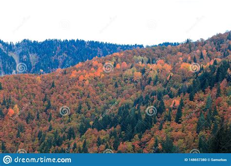 Colorful Trees In The Mountains Of Svaneti In The Fall Beautiful