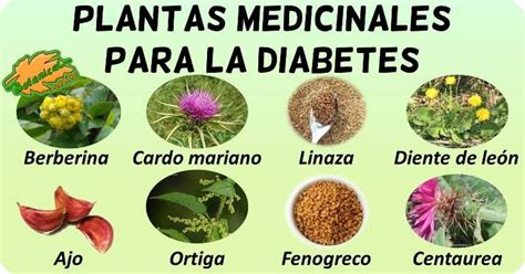 Las mejores plantas para la diabetes. Pin en Diabetes