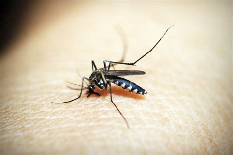 Study Reveals Why Some People Are Mosquito Magnets