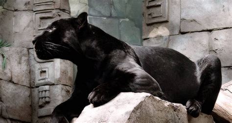 Pin By Tammy L Barton On Beautiful Black Panthers Small Wild Cats