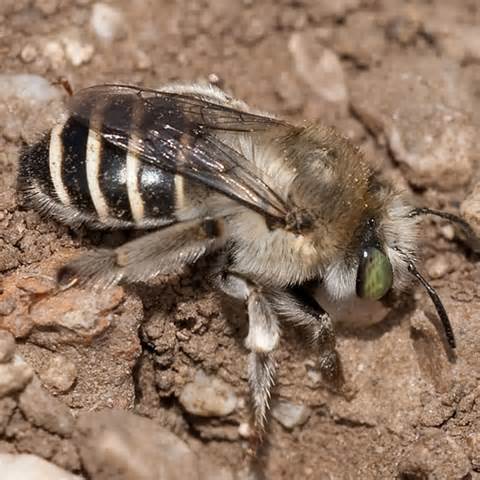 Burrowing Bee Anthophora Californica Bugguidenet
