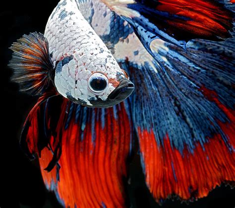 Siamese Fighting Fish Show Off Their Fiercest Looks Siamese Fighting