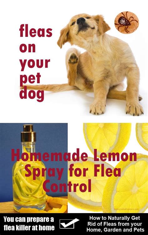 Find Natural Flea Remedies Flea Repellents And Flea Control Options