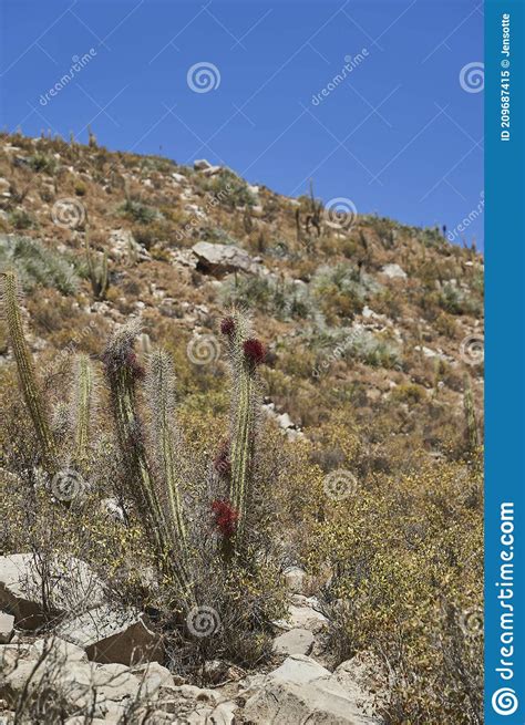 Tall And Spiky Cactus With Dark Red Blossom In A Dry And Arid Desert