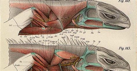 Lizard Muscles Pin it | Ref - Anatomy | Pinterest | 동물 구조, 파충류 및 스케치