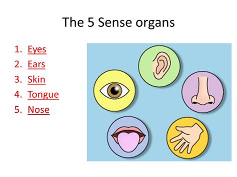 Label The Sense Organs