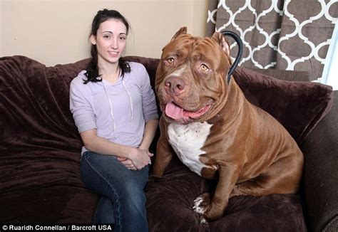 All Aboard Hulk The Worlds Biggest Pit Bull With A 28 Inch Wide Head