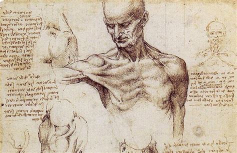 Anatomical Drawings Da Vinci Great But Not Infallible