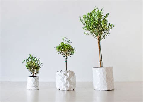 The saguaro cactus is one of the defining plants of the sonoran desert. Shape-Shifting 'Origami' Pots That Grow Together With Your ...