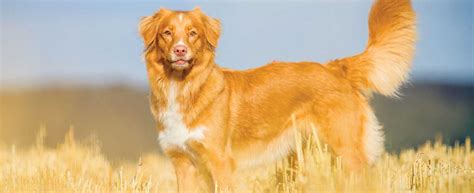 And look at lots of nova scotia duck tolling retriever photos. Nova Scotia Duck Tolling Retriever Dog Breed Profile ...