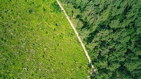 Birds Eye Aerial Top View On Wild Forest Area Green Trees Pine Forest