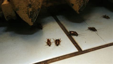 Jak pozbyć się karaluchów karaczanów z mieszkania RegioDom
