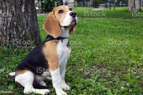 Maybe you would like to learn more about one of these? Beautiful Tricolor Beagle Puppy English Sitting On The Green Grass Beagle Is A Breed Of Small ...