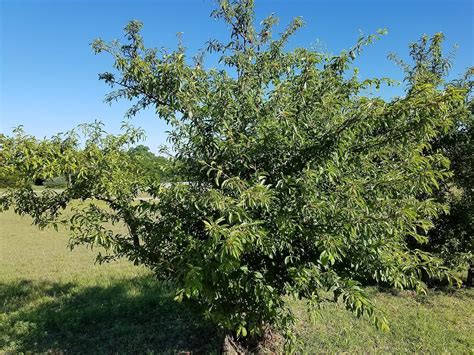 25 Chickasaw Plum Tree Cuttings Delicious Fruit Tree