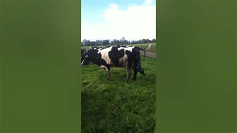 Cow Calving Giving Birth Youtube