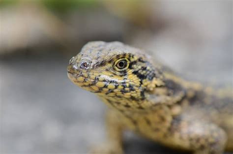 Meet The Curly Tail Lizard The Invasive Species Thats Eating Its Way