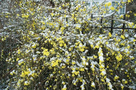 Foragefor News Winter Flowering Shrubs