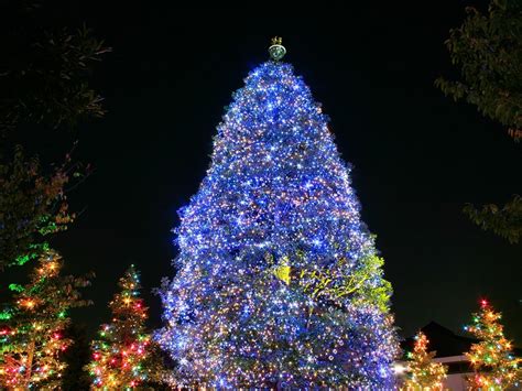 Christmas Tree Beautiful Blue Legendary Post
