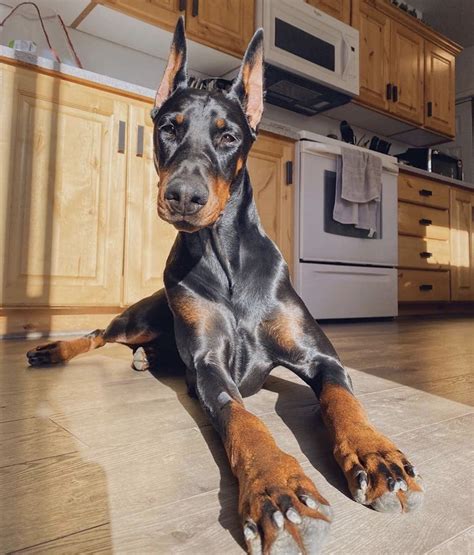 European Doberman Puppies For Sale In California Puppies