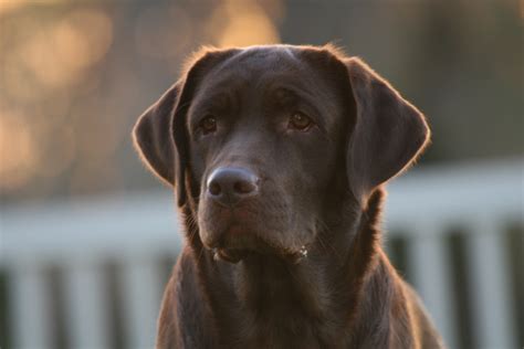 White labrador breeders florida video. TruPride Labradors - Florida breeder of quality chocolate ...