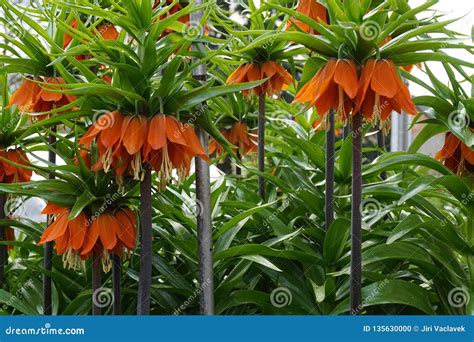 Orange Blooming Crown Imperial Flower Stock Photo Image Of Bloom