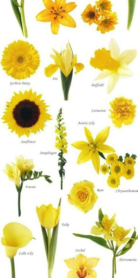 Flower Names By Color In 2020 With Images Spring Wedding Flowers