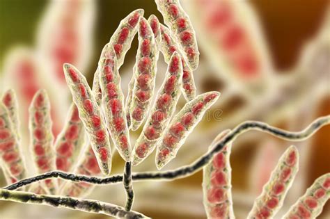 This article was most recently revised and updated. Fungi Fusarium Which Produce Mycotoxins Stock Illustration ...