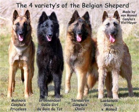 Belgian Dog Belgian Malinois Dog Belgian Shepherd German Shepherd