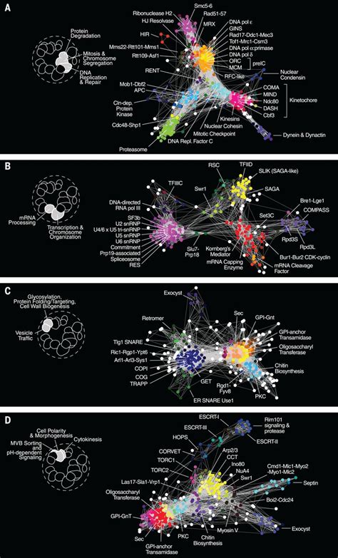 A Global Genetic Interaction Network Maps A Wiring Diagram Of Cellular Function Science