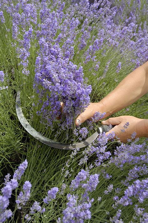 Wann geschnitten wird, hängt hier also vor allem auch vom jeweiligen kultivierungsgebiet ab. Lavendel: das mediterrane Heilkraut aus dem eigenen Garten ...