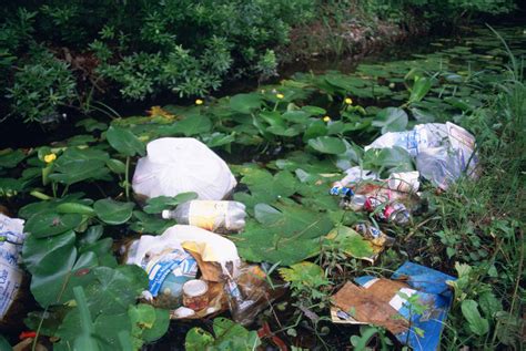 Free Picture Litter Garbage Dumped Wetland Area Water Lilies