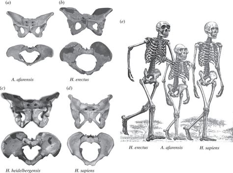 Evolution Of Human Pelvis Evolucion Figuras Humanas