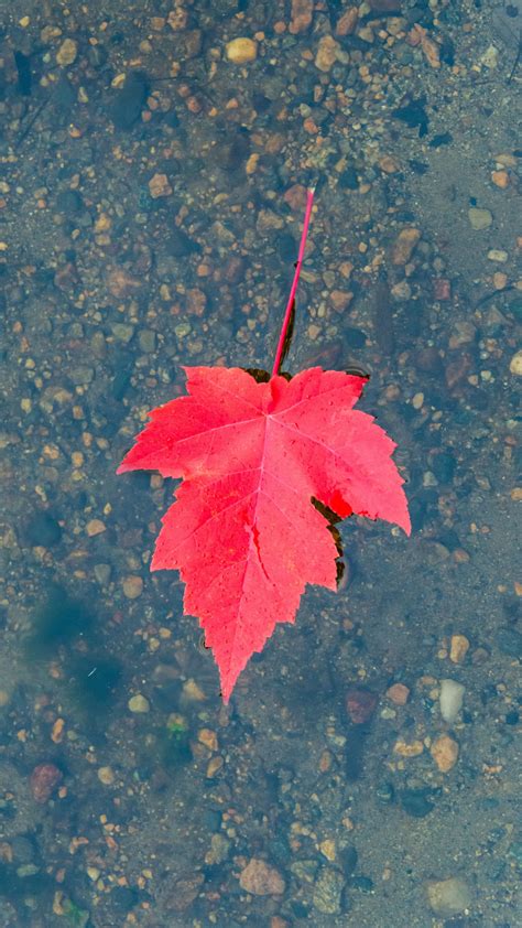 Maple Leaf Floating On Water Fall Winter 4k Ultra Hd Mobile Wallpaper