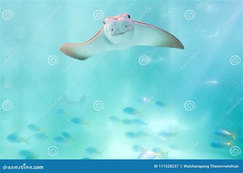 Stingray Stock Image Image Of Swim Stingrays Color 111528237