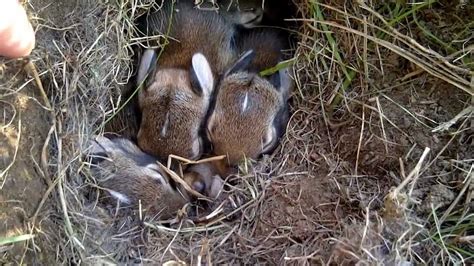 Check out the /r/aww subreddit of the week. One-week old baby bunnies cuddling in a late afternoon ...