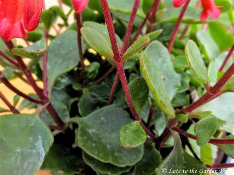 That's why plants, especially succulents with red flowers make such great gifts for yourself and others—they convey a lot of positive meaning and brighten up every room they're in! Late to the Garden Party: My favorite plant this week ...