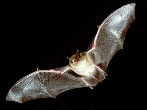 How Bats Fine Tune Flight With Tiny Muscles