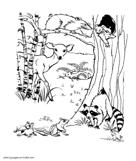 Wild Animals Coloring Sheet Coloring Pages Printablecom