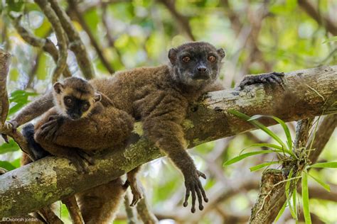 Lemurs Of Madagascar Africa Geographic