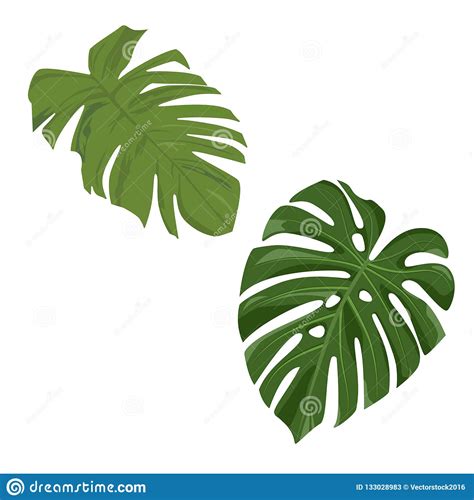 Vector Set Of Jungle Leaves Isolated On White Background Stock Vector