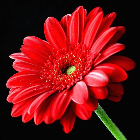 Red Gerbera Daisy Flower On Black Gerbera Flowers And Beautiful Flowers