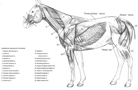 Horse Muscle Diagram Wiring Diagram