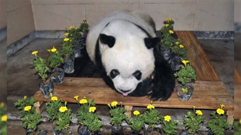 Worlds Oldest Giant Panda Dies At 37 Video Abc News