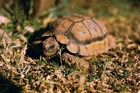 Tortuga Reptil Animal Foto Gratis En Pixabay Pixabay