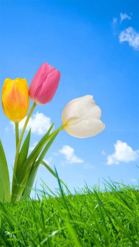 20 Selected Spring Wallpaper Phone Free You Can Save It At No Cost