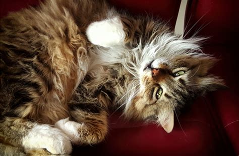 Furthermore, we will provide a description of each breed to you, thus increasing your. 5 Fluffy Cat Breeds | PawCulture