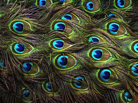 Beautiful Peacock Feathers Flickr Photo Sharing